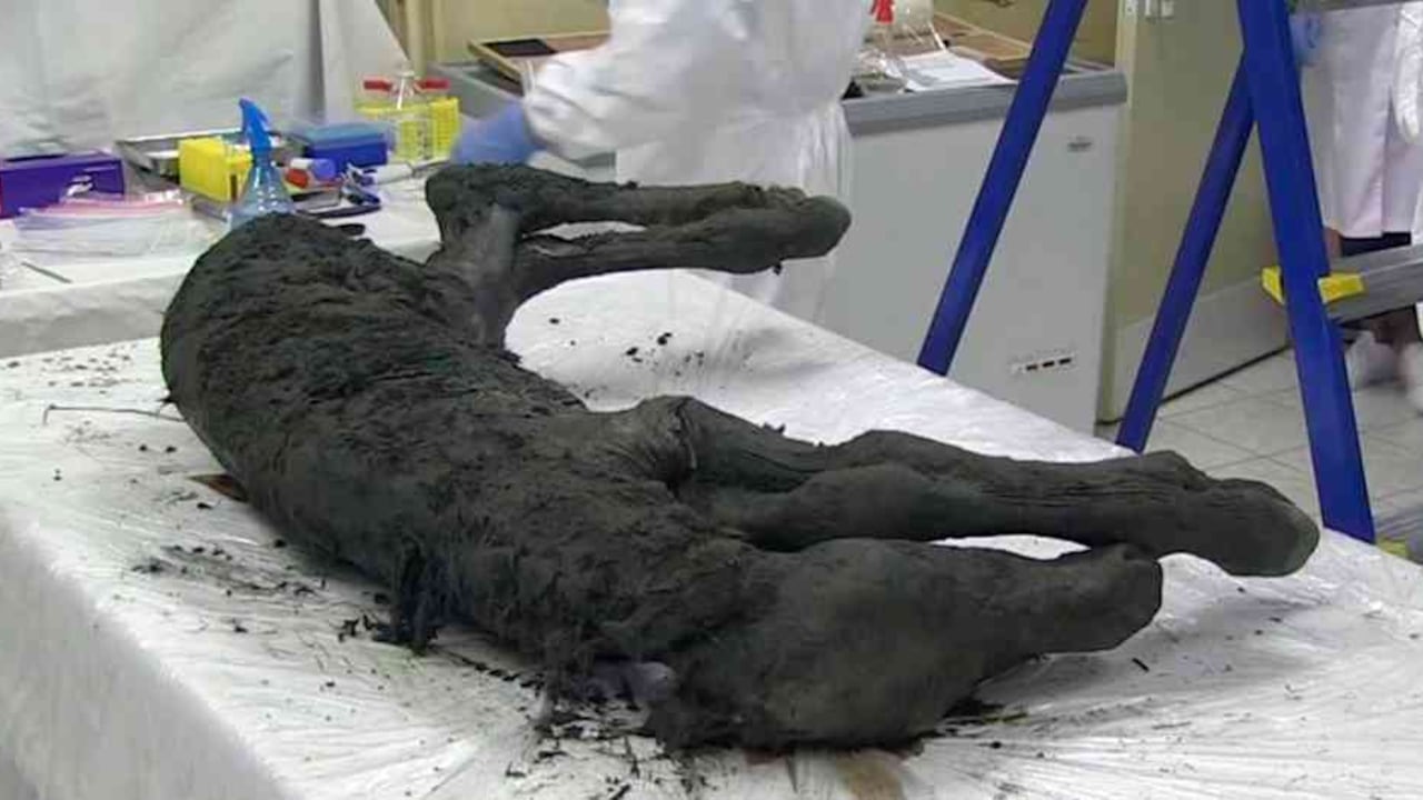 El potro fue descubierto en el cráter de Batagaika.