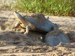 La tortuga charapa habita en Imponentes ríos como el Orinoco y Amazonas, además de sus tributarios y bosques inundables. Foto: PNN.