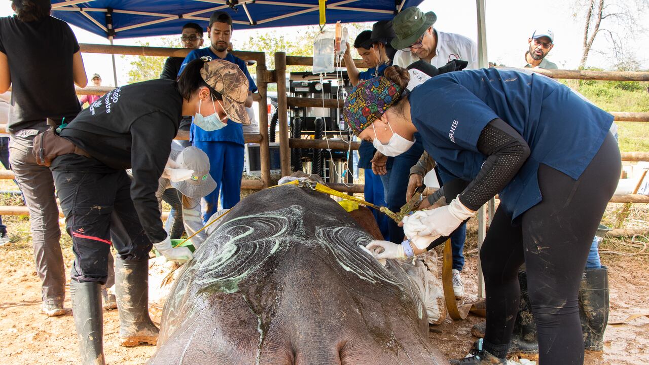 Para realizar el procedimiento se requirió de un equipo multidisciplinario de unos 30 profesionales.