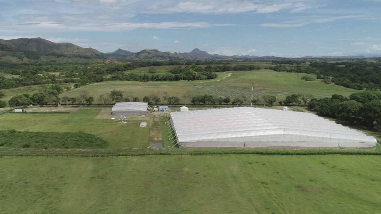 Los cultivos de cannabis de la empresa están ubicados a 25 kilómetros de Ibagué y cuentan con 20 hectáreas reservadas.