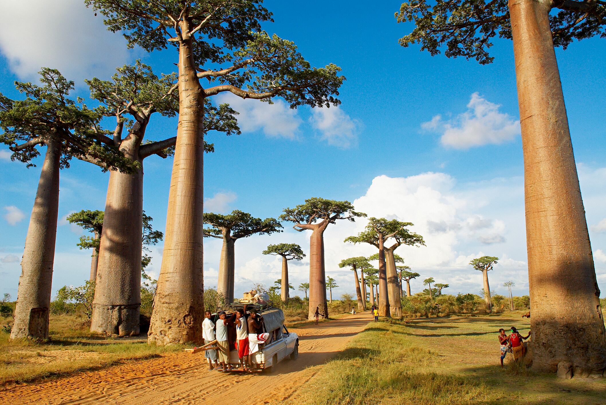 Morondava (Madagascar ) / Árboles de baobab