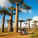 Morondava (Madagascar ) / Árboles de baobab