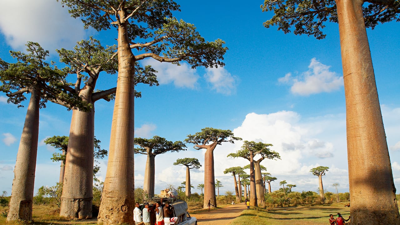 Morondava (Madagascar ) / Árboles de baobab