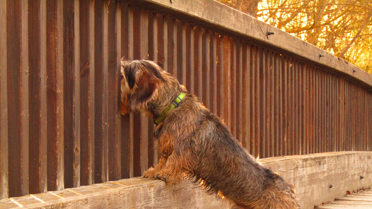 Perro en puente
