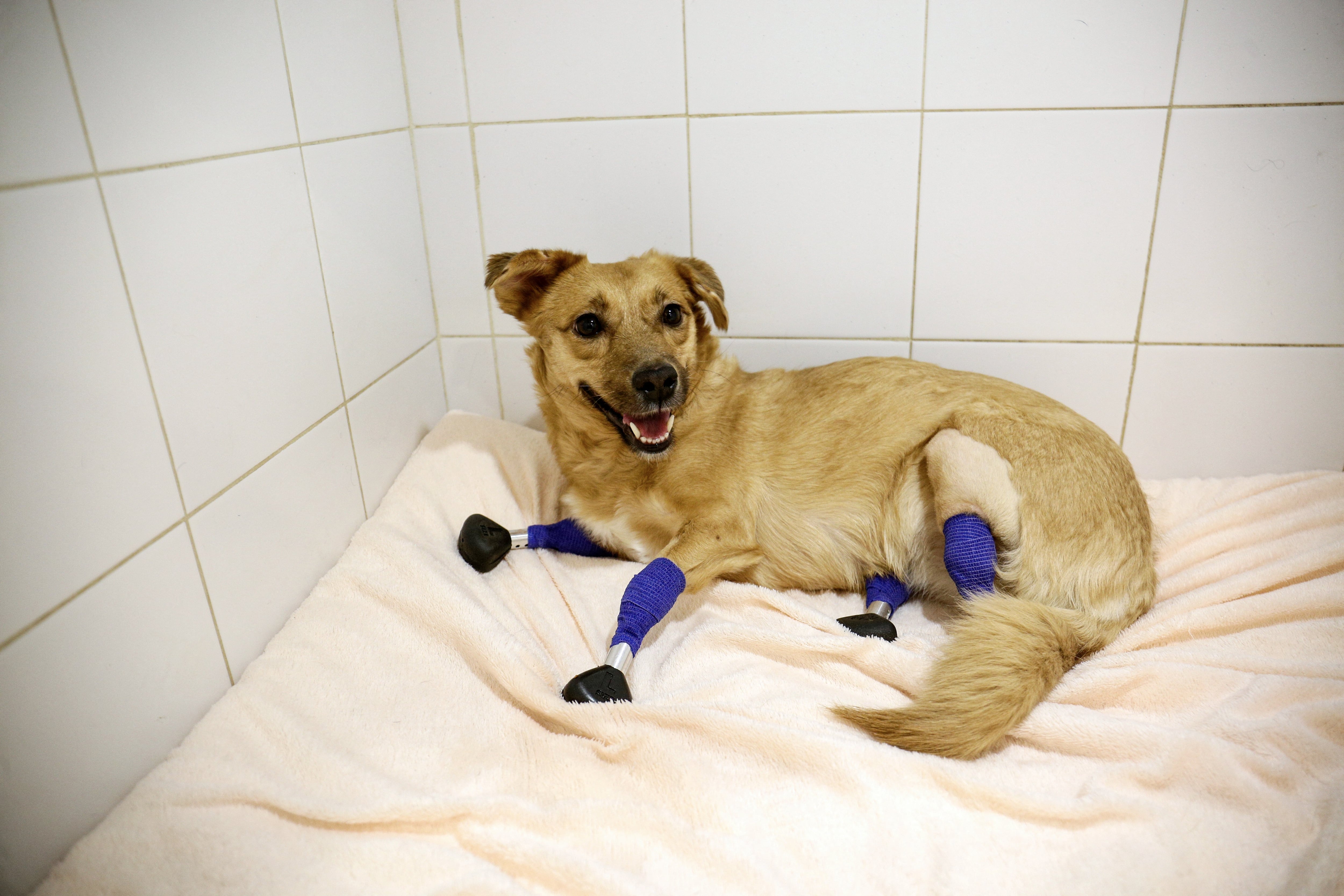 La perrita rusa recibió cuatro prótesis de titanio en sus patas