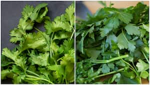 Collage a partir de fotos de Getty Images