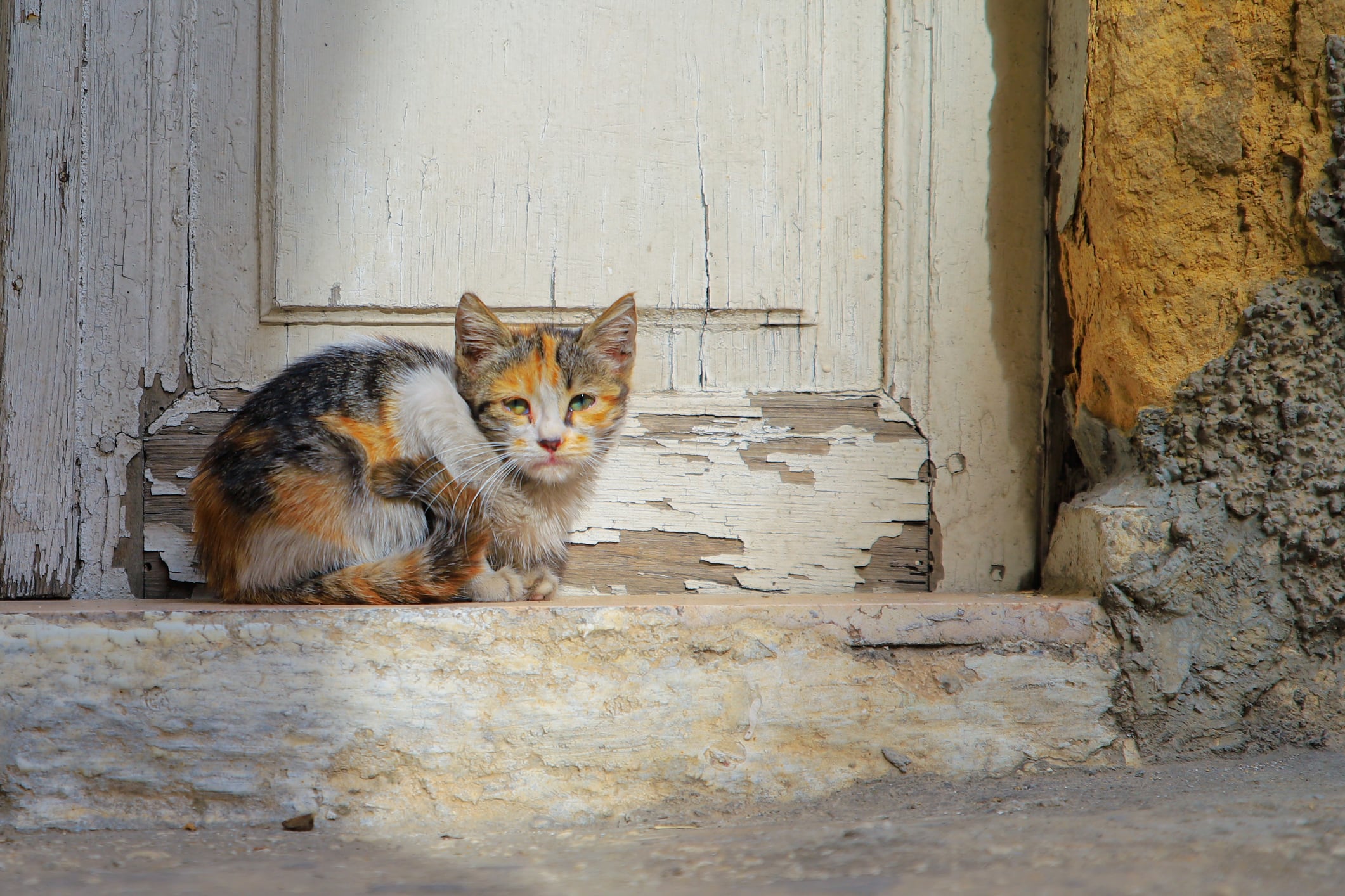 ¿Los gatos pueden predecir los terremotos?