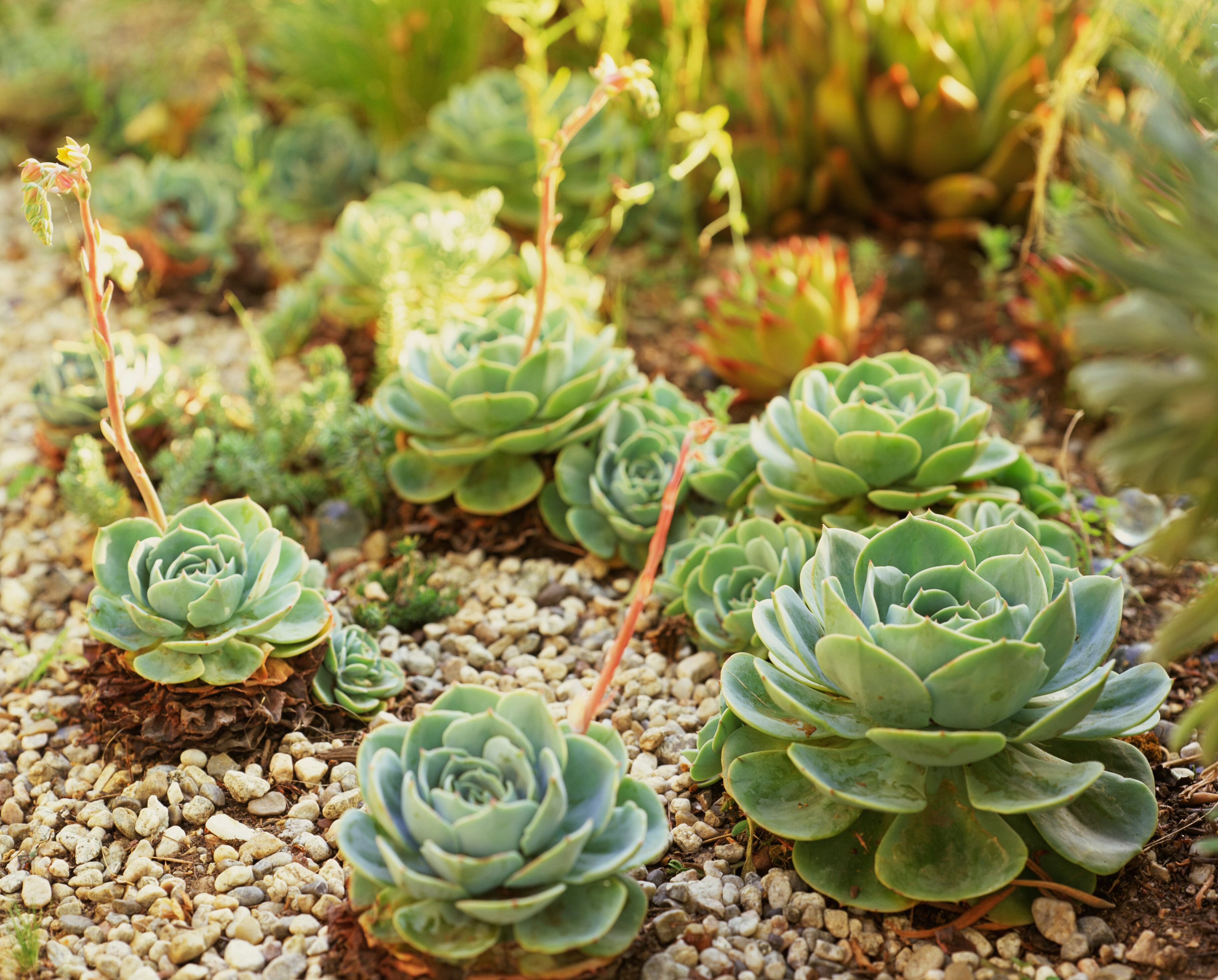 Así se debe activar la suculenta Echeverría para atraer la abundancia durante todo el año