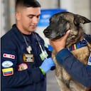 Perros rescatistas de Colombia.