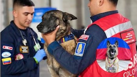 Perros rescatistas de Colombia.