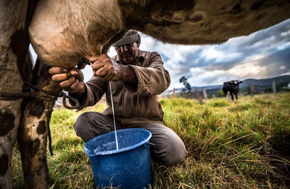 Ordeño matutino en Firavitoba (Boyacá). Foto: Kevin Molano