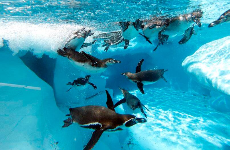 Pingüinos nadando en un estanque del zoológico de Belgrado, en Serbia, el martes 2 de julio de 2019. Las autoridades han advertido sobre las temperaturas extremadamente altas en Serbia y el resto de los Balcanes, ocasionados por una ola de calor que ha afectado fuertemente a Europa occidental. (Foto AP / Darko Vojinovic)