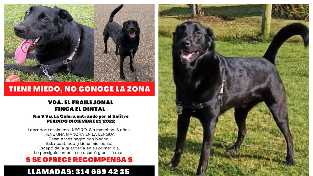 Se busca a Thor: llegó de Estados Unidos a la Calera con su dueño y ahora está perdido