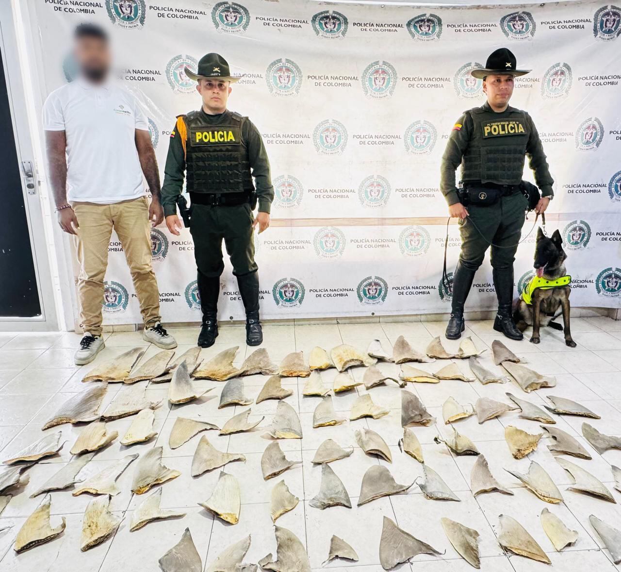 Aletas halladas en Tumaco venían desde La Guajira