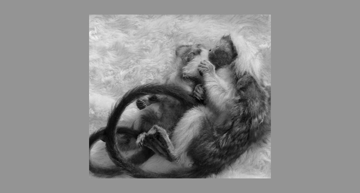 Seis primates fueron hallados sedados y ocultos para sacarlos del país.