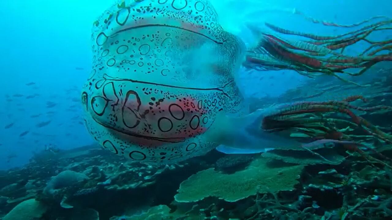 La medusa tiene el tamaño de un balón de fútbol, además de ser considerada como muy rara.