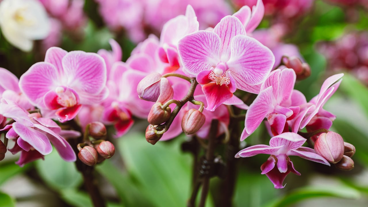 Imagen de referencia.