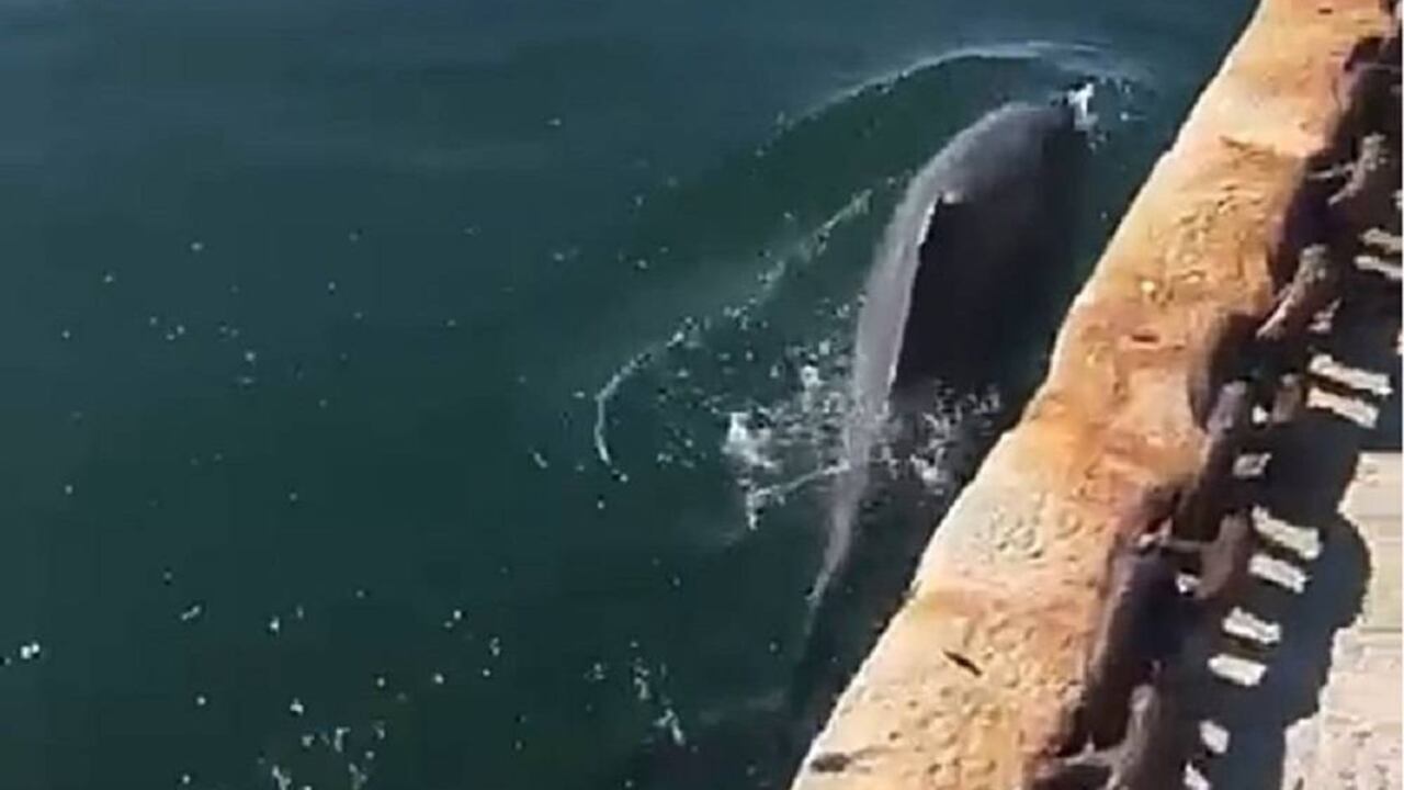 Los delfines se han dejado ver en el puerto Cagliari.