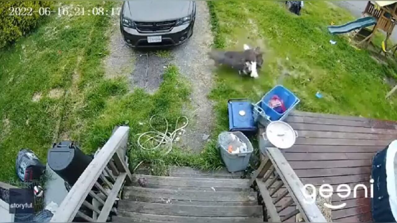 Aterrador: así un águila intentó llevarse a un cachorro del jardín de una casa