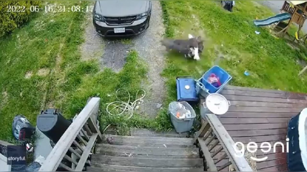 El perrito logró soltarse de las garras del águila y corrió hacia su casa.
