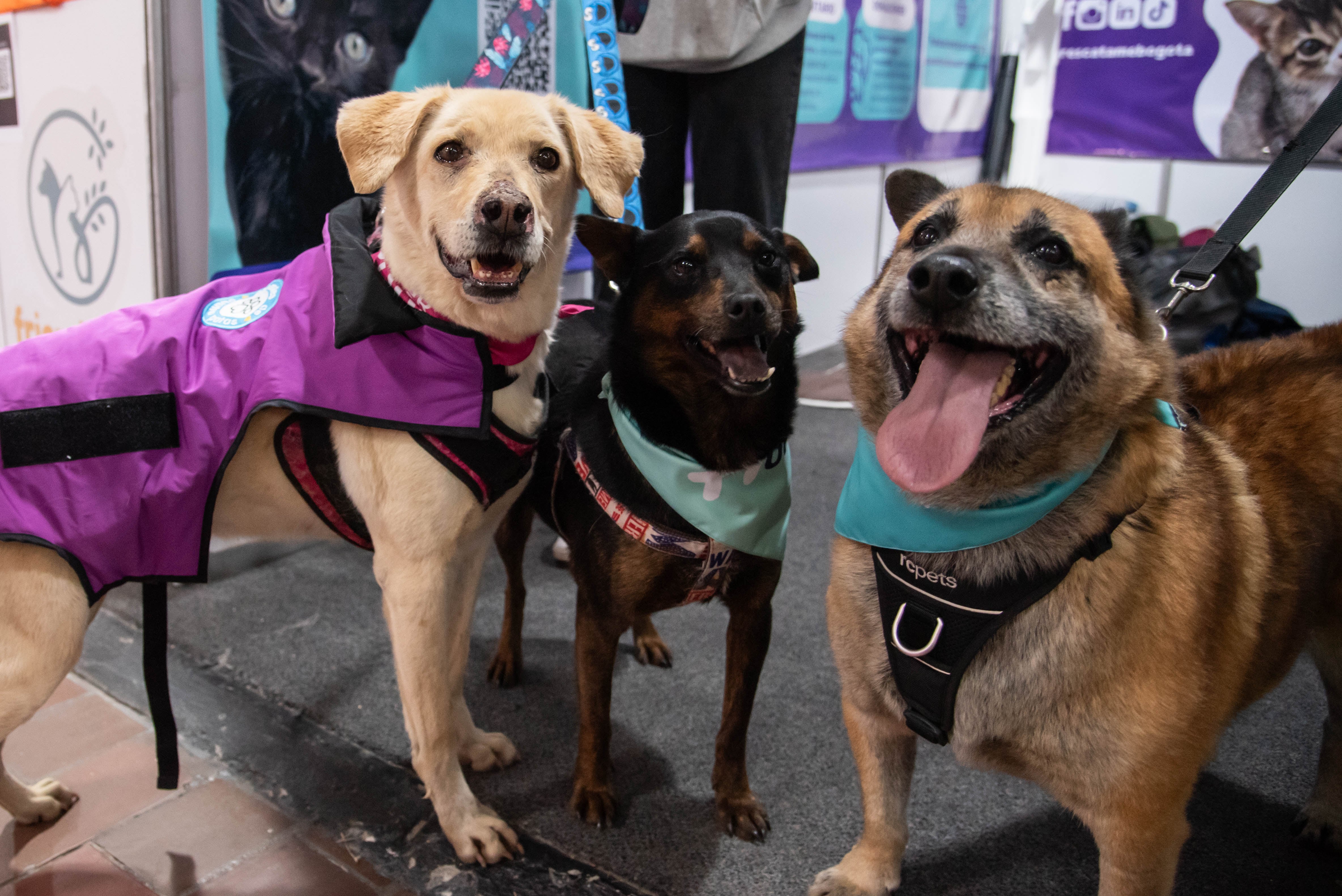 Jornada de adopción en Expopet 2026