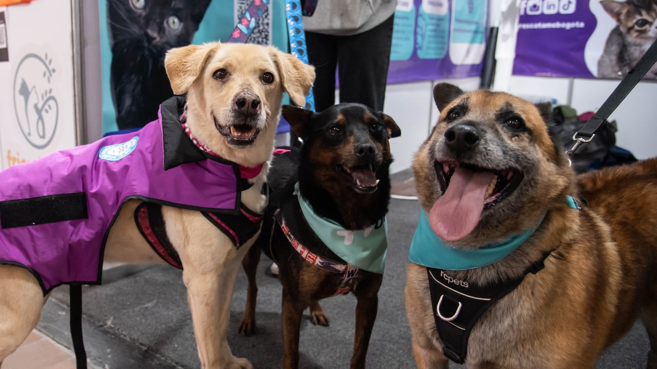 Todos los animales disponibles para adopción se entregan esterilizados, desparasitados y con su esquema de vacunación al día.