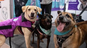 Jornada de adopción en Expopet 2026