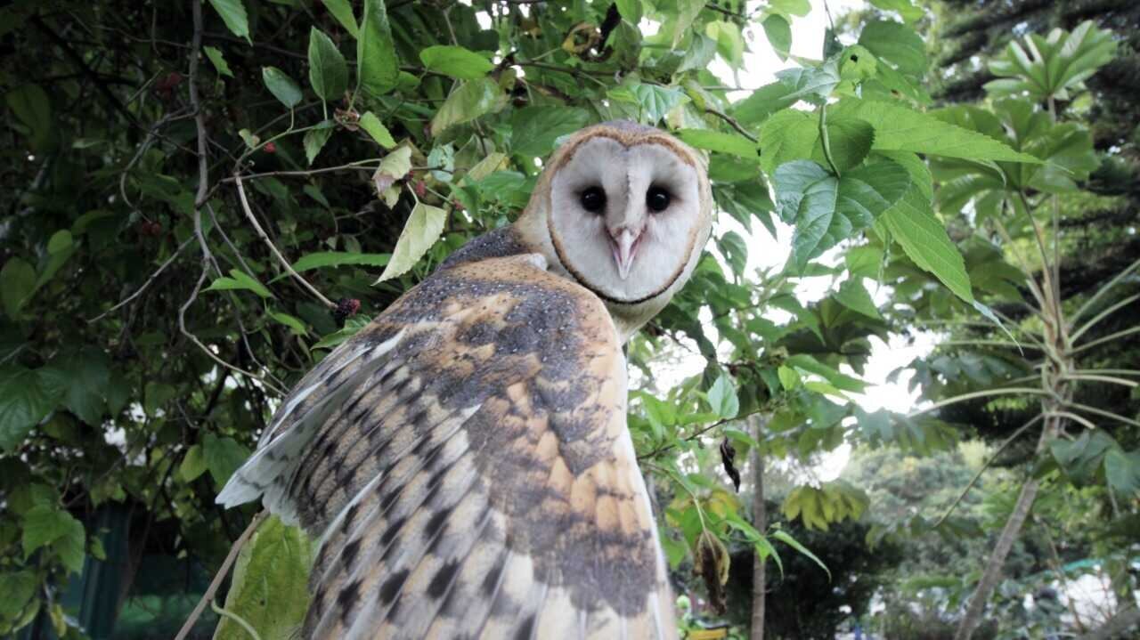 Biodiversidad en el Paramo El Malmo
