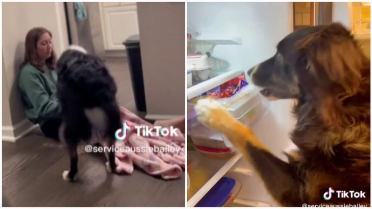 El perro es considerado por la joven como su "héroe" y la acompaña en sus actividades diarias.