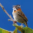 Gorrión Común (Zonotrichia capensis)