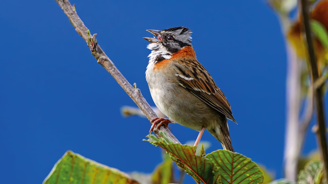 Los paisajes sonoros en Colombia son un reflejo vivo de las diferencias ecosistémicas de sus regiones.