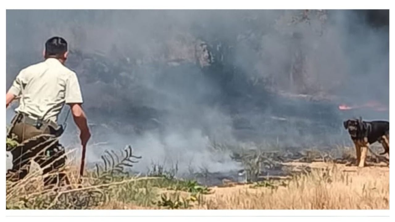Lastimosamente, cuando se presentó el incendio forestal, el animalito se encontraba encadenado a una casa aledaña, con tan mala fortuna que hasta allá legaron las llamas.