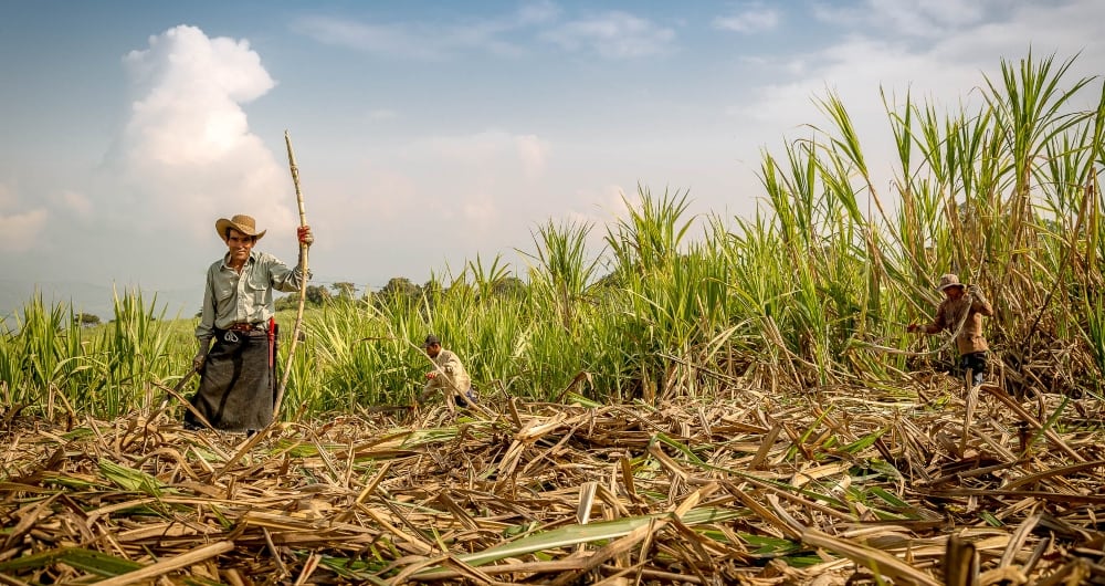 Caña de azúcar para la producción de panela.