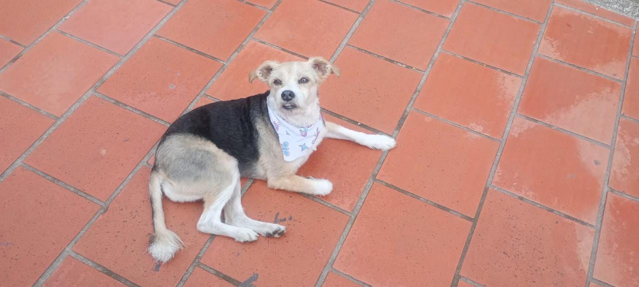 Conny, perrita desaparecida en Bogotá