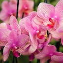 Antes de buscar estimular la floración, es necesario comprobar que la orquídea esté sana.