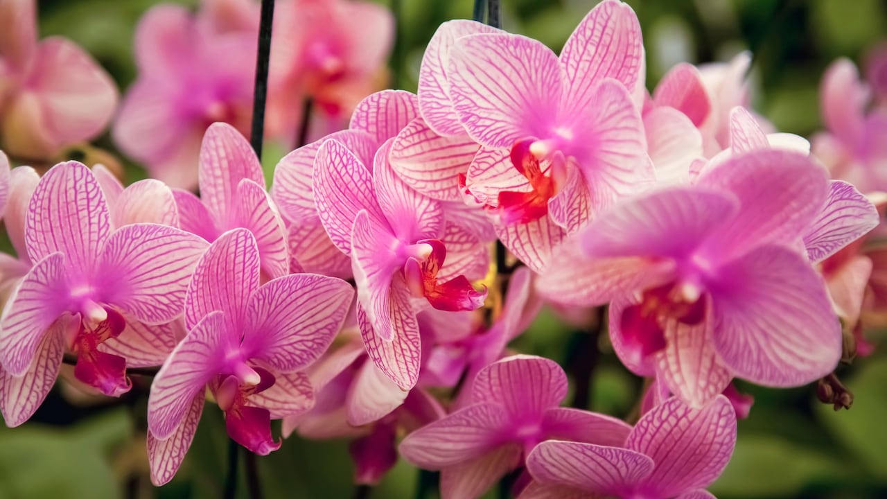 Antes de buscar estimular la floración, es necesario comprobar que la orquídea esté sana.