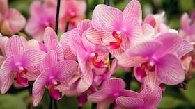 Antes de buscar estimular la floración, es necesario comprobar que la orquídea esté sana.