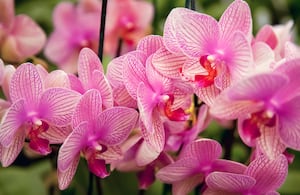 Antes de buscar estimular la floración, es necesario comprobar que la orquídea esté sana.
