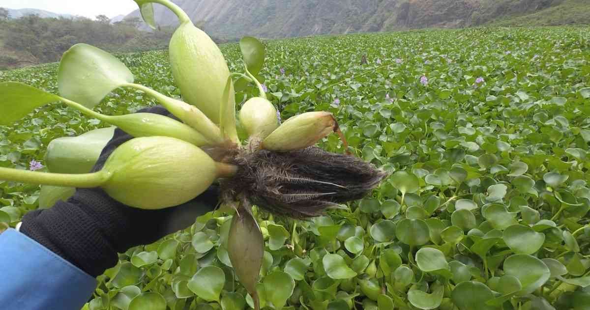 El buchón de agua es una especie invasora que acaba con la vida íctica de algunos lugares. Foto: Fiscalía
