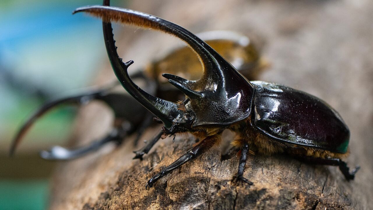 Finca en Tunja, Boyacá. (Photo by Luis ACOSTA / AFP)