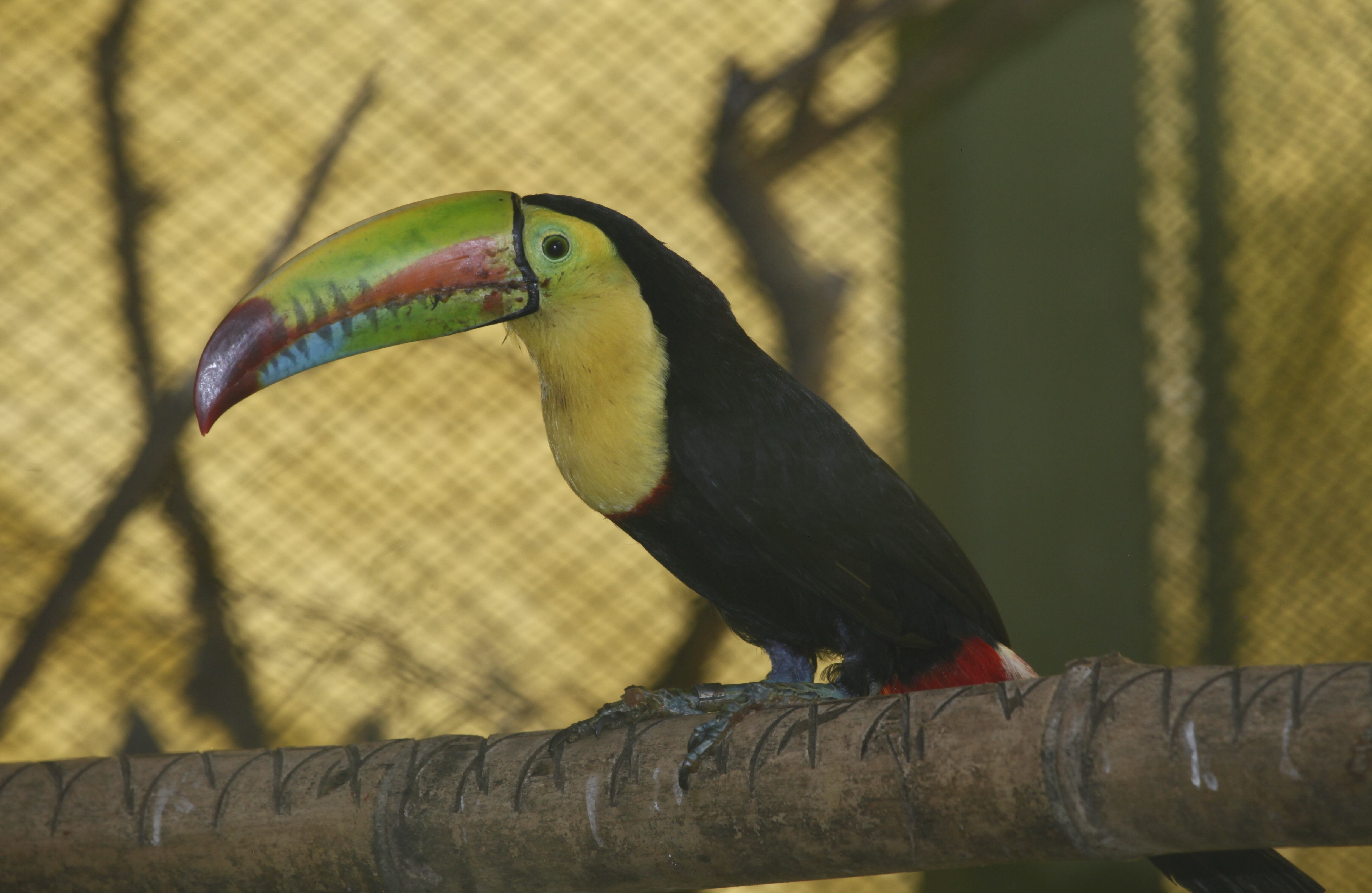 La belleza de la fauna silvestre suele ser una de las principales causas por las que las personas se llevan un animal a su casa, y por falta de conocimiento, no logran medir su efecto devastador.