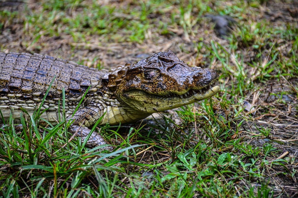 Babilla atacada en Tolima, que podría recibir la eutanasia.
