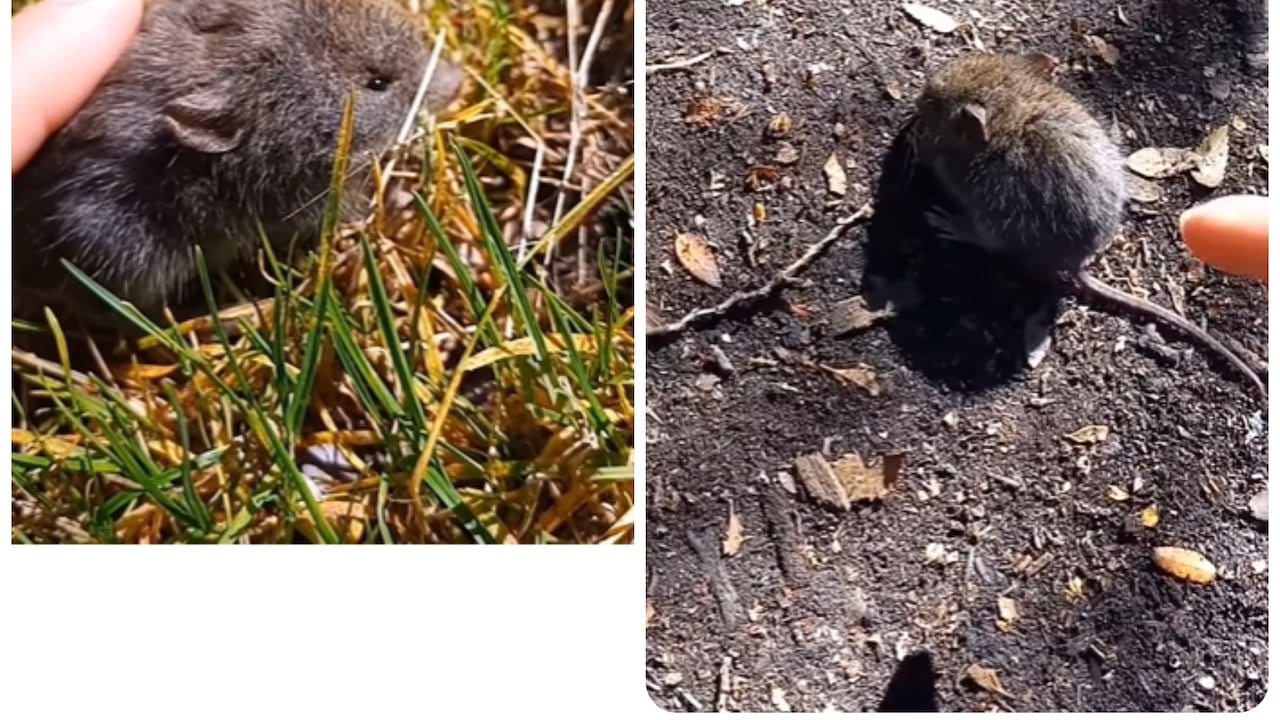 Influencer colocó ratón oliváceo en sus manos; un animal que porta el hantavirus.