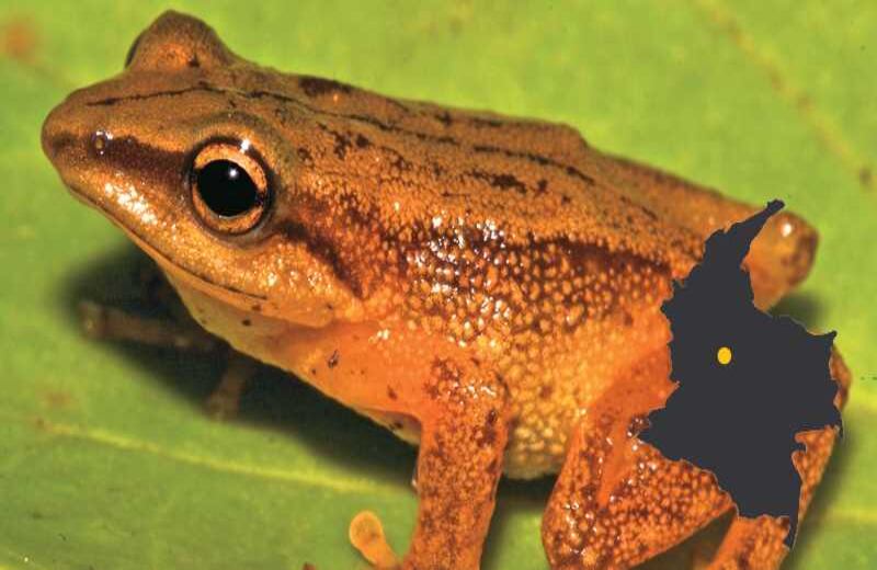 LA RANA DE LLUVIA DORADA - El 1 de abril, herpetólogos de la Universidad de Antioquia reportaron este hallazgo en Chingaza. Entre 2012 y 2013, el grupo identificó también a la rana de charca de Anorí y a la rana de chocolate de Antioquia. “El posconflicto permitirá incrementar las cifras de diversidad”, dice Mauricio Rivera, presidente de la Asociación Colombiana de Herpetología.?  Ubicación: Parque Nacional Natural  Chingaza, Cundinamarca.