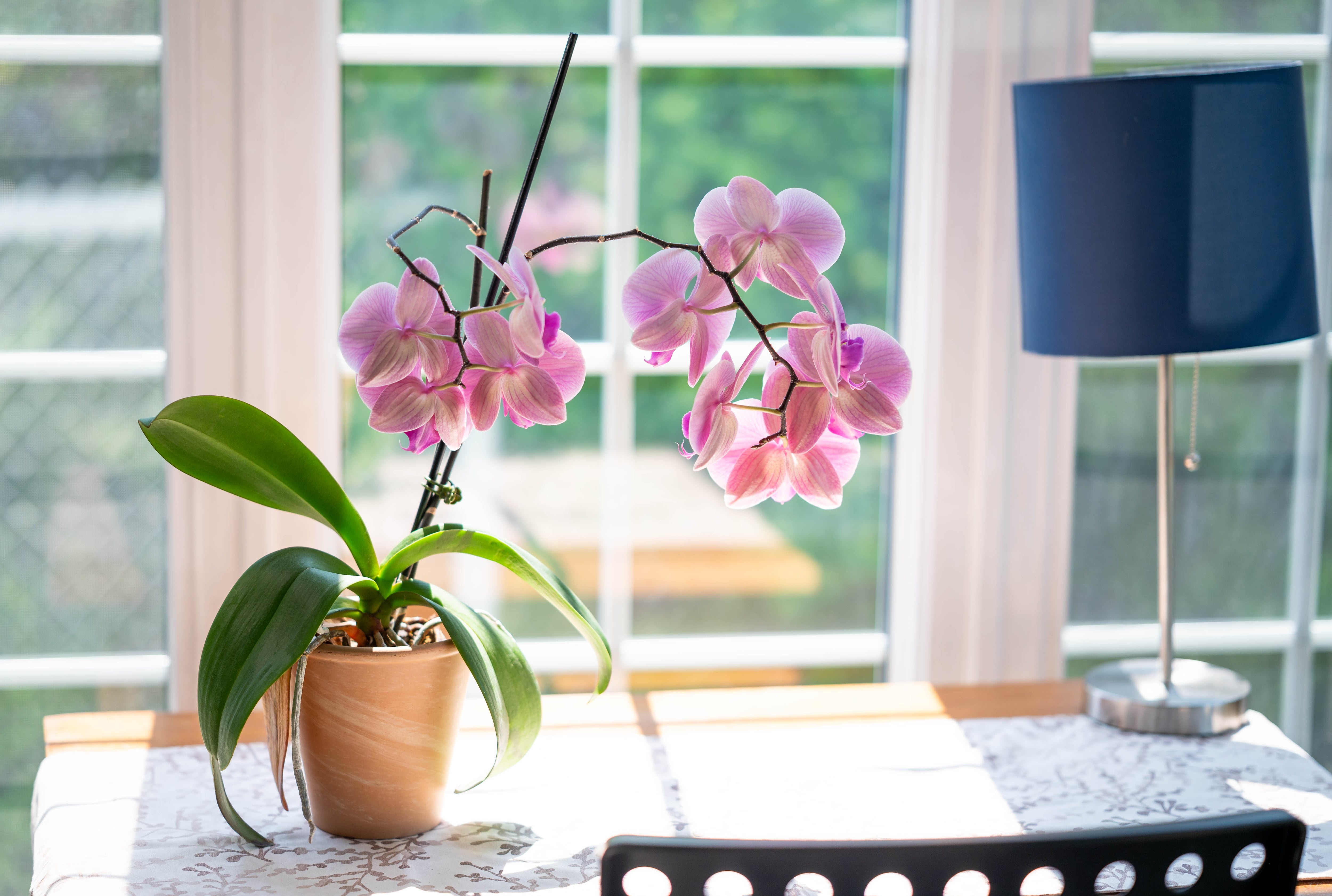 Orquídeas rosadas sobre la mesa.
