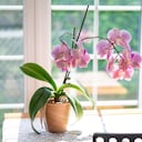 Orquídeas rosadas sobre la mesa.