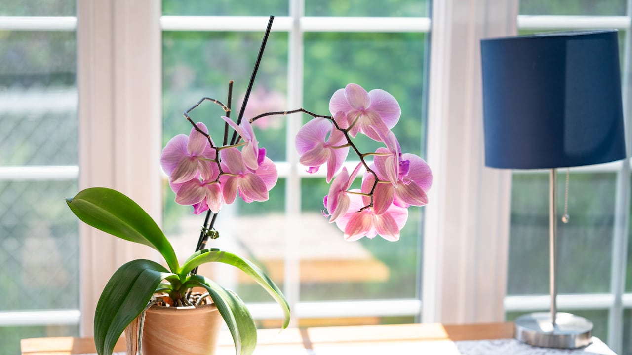 Orquídeas rosadas sobre la mesa.