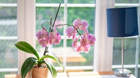 Orquídeas rosadas sobre la mesa.