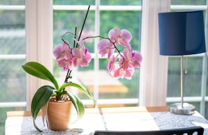 Orquídeas rosadas sobre la mesa.