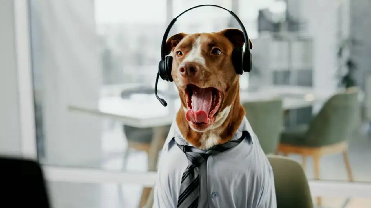 Perros "genios" aprenden palabras al escuchar conversaciones.